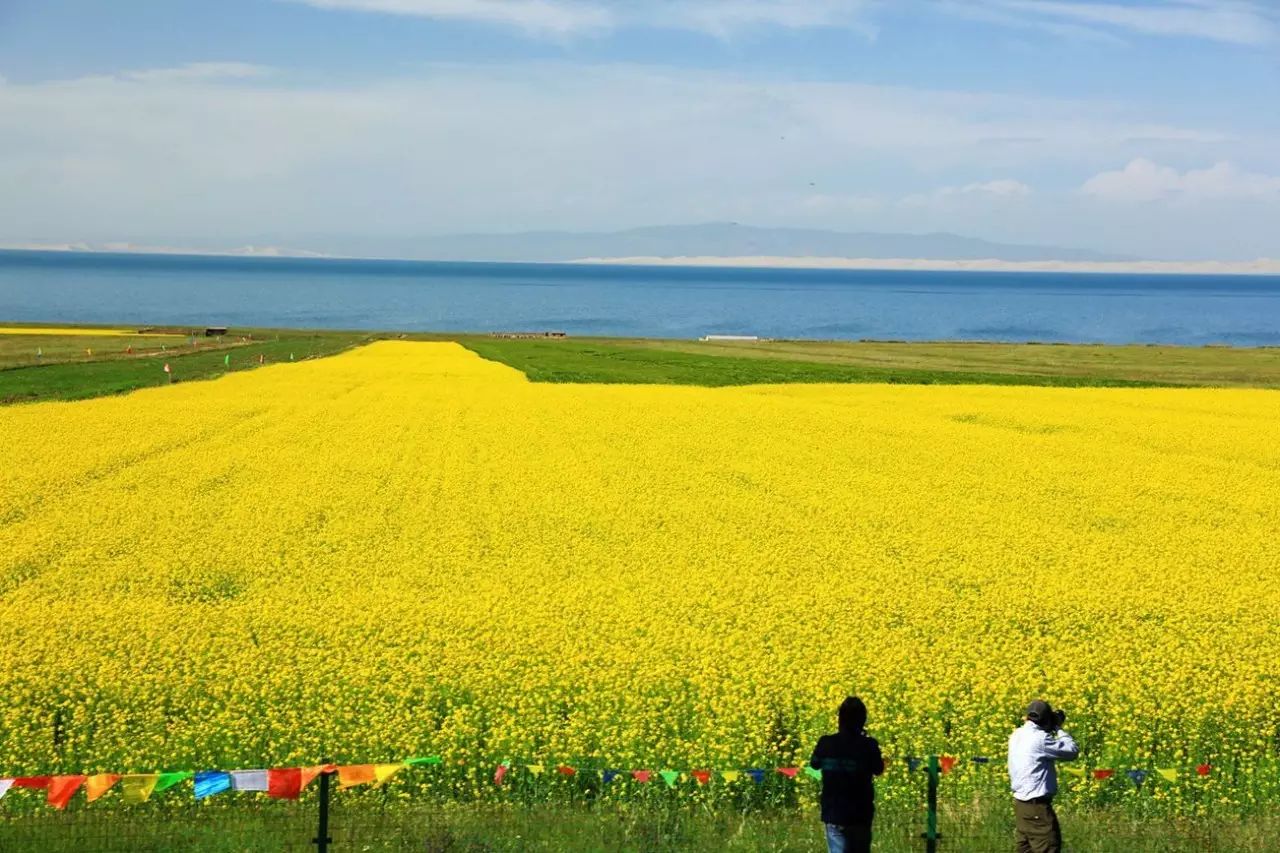 美到窒息的中國最美油菜花海，邂逅花海風(fēng)景！