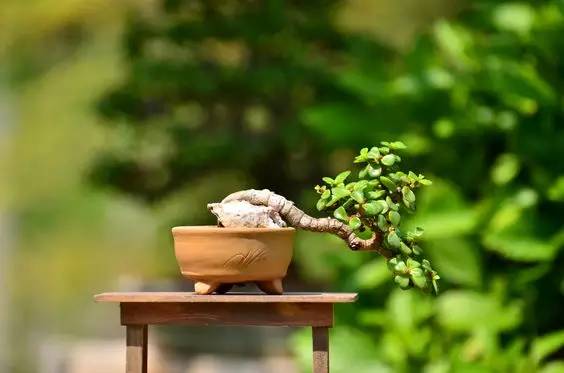 花香滿溢，唯美花藝設(shè)計！