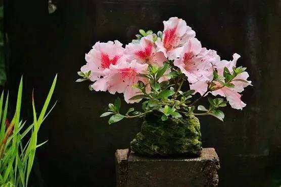 花香滿溢，唯美花藝設(shè)計！