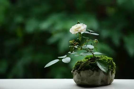 花香滿溢，唯美花藝設(shè)計！