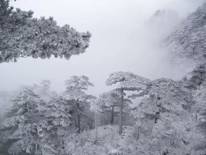 雪后黃山風景宛如人間仙境，舞一曲雪中霓裳羽