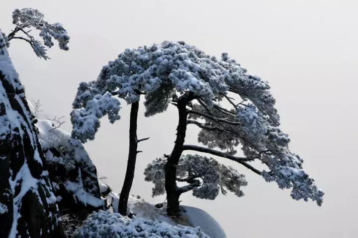 雪后黃山風(fēng)景宛如人間仙境，舞一曲雪中霓裳羽