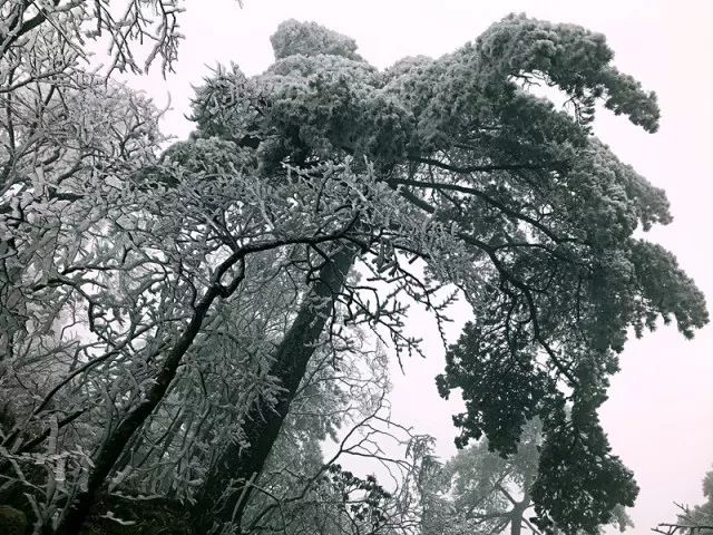 雪后黃山風(fēng)景宛如人間仙境，舞一曲雪中霓裳羽