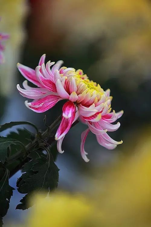 立冬時(shí)節(jié)菊繽紛，唯美菊花攝影！