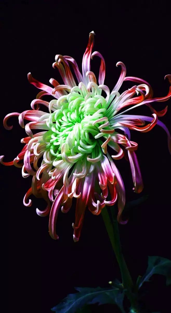 立冬時(shí)節(jié)菊繽紛，唯美菊花攝影！