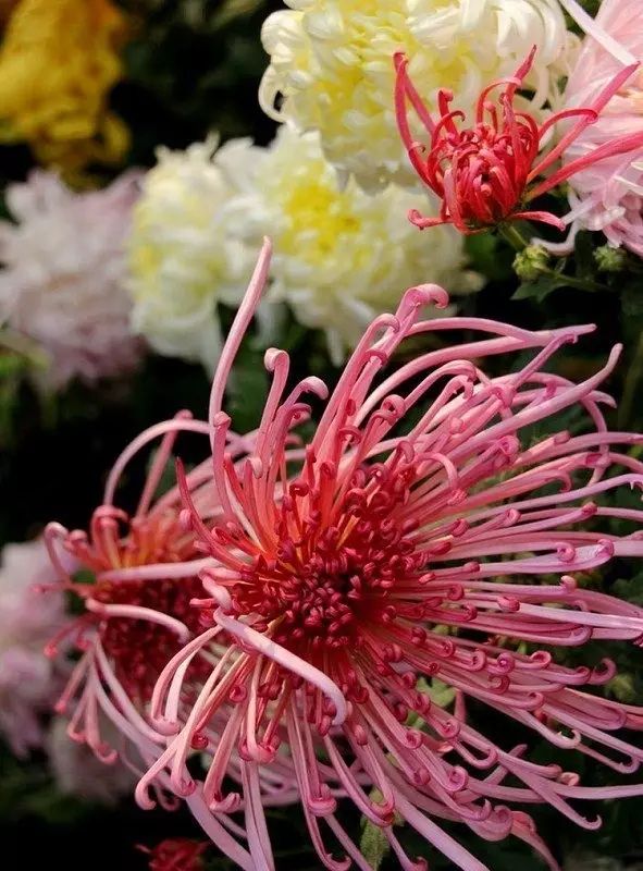 立冬時(shí)節(jié)菊繽紛，唯美菊花攝影！