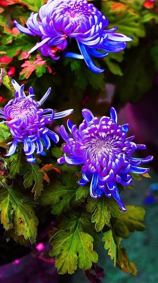 立冬時(shí)節(jié)菊繽紛，唯美菊花攝影！