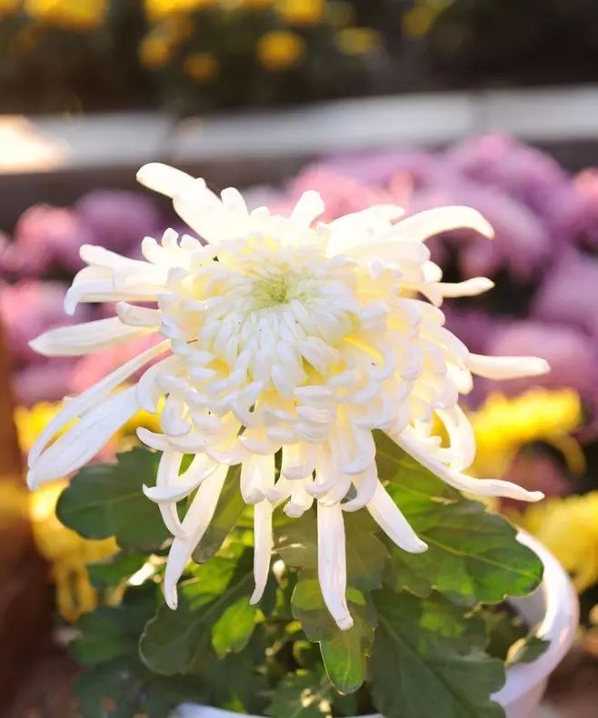 立冬時(shí)節(jié)菊繽紛，唯美菊花攝影！