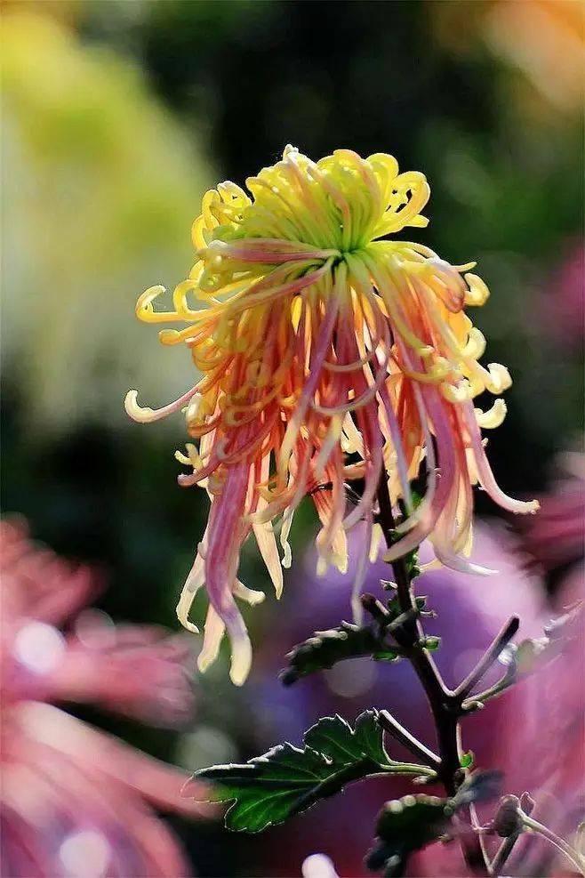 立冬時(shí)節(jié)菊繽紛，唯美菊花攝影！