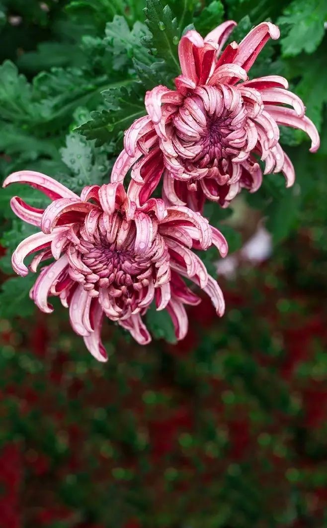 立冬時(shí)節(jié)菊繽紛，唯美菊花攝影！