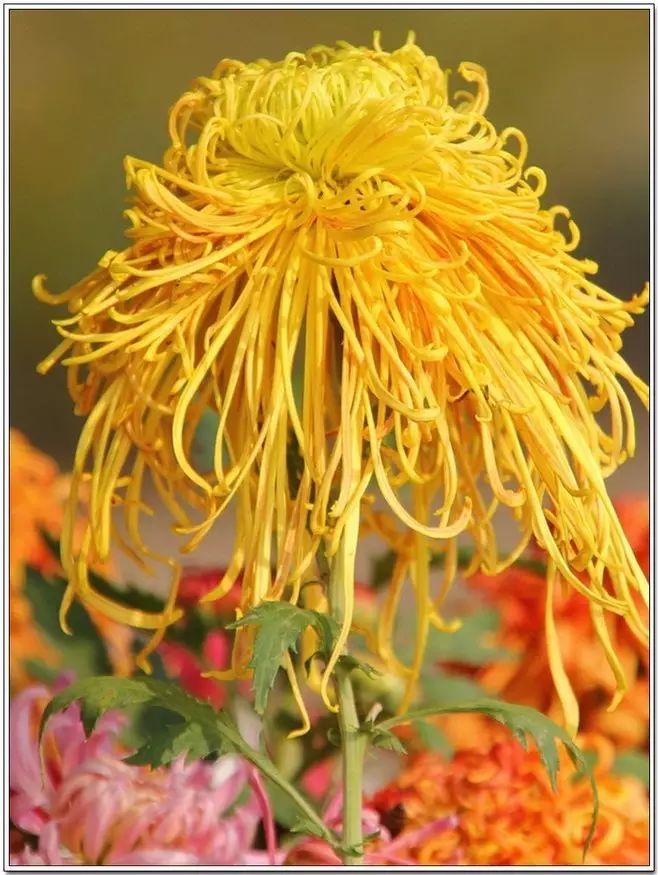 立冬時(shí)節(jié)菊繽紛，唯美菊花攝影！