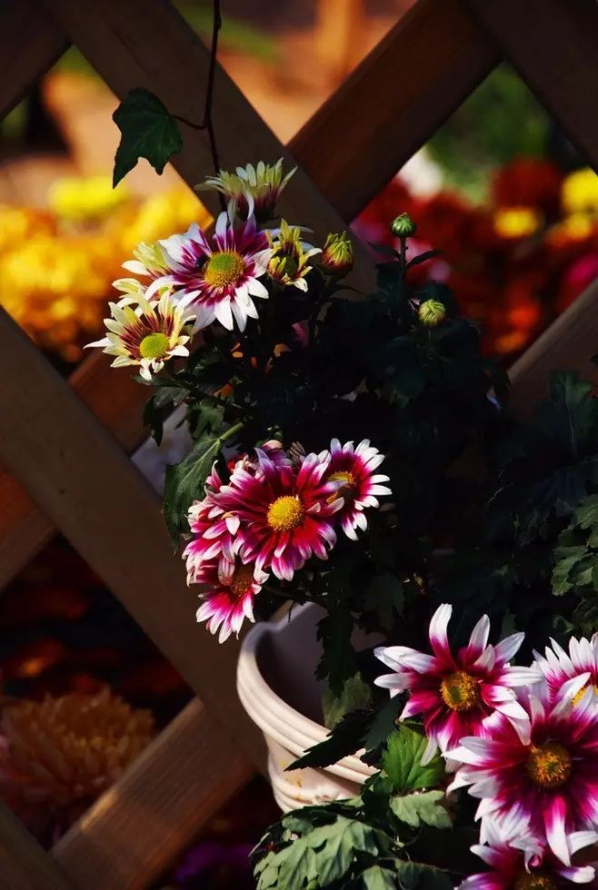 立冬時(shí)節(jié)菊繽紛，唯美菊花攝影！