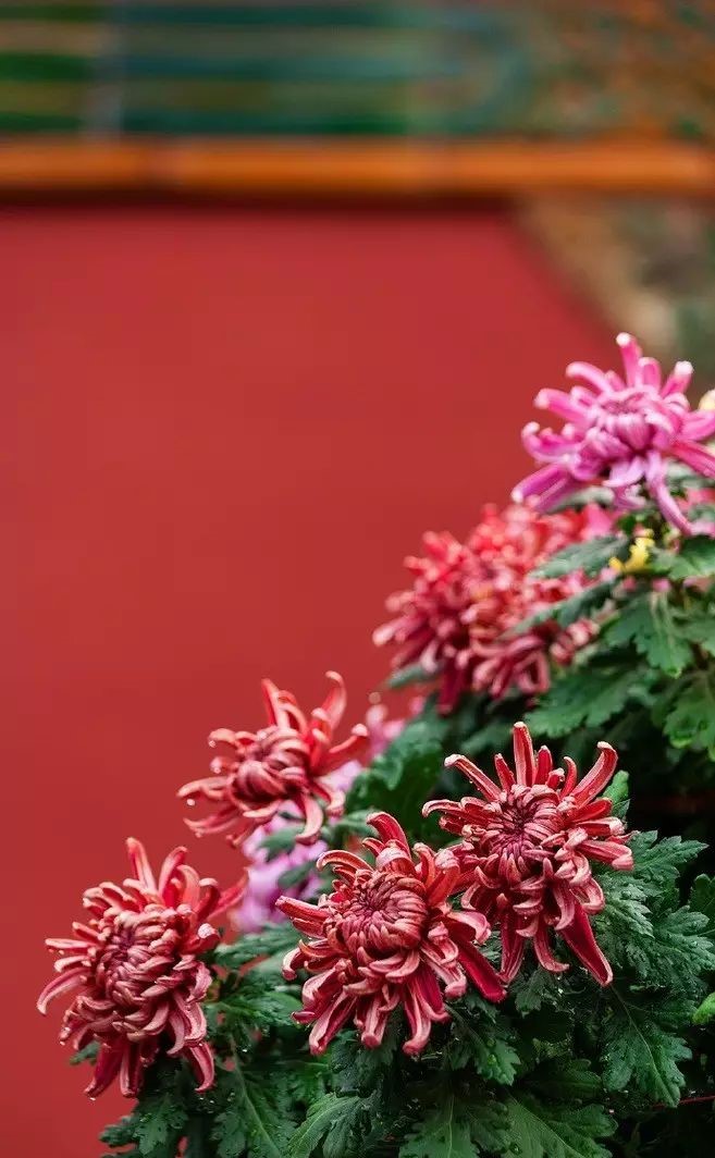 立冬時(shí)節(jié)菊繽紛，唯美菊花攝影！