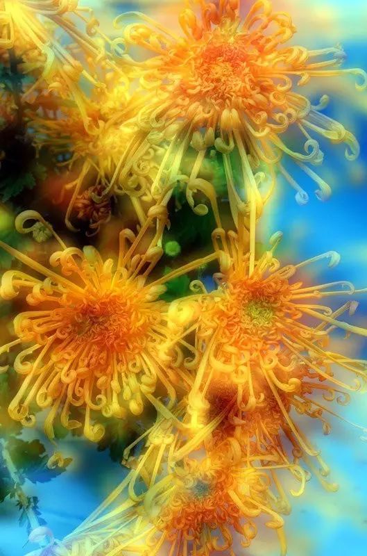 立冬時節(jié)菊繽紛，唯美菊花攝影！