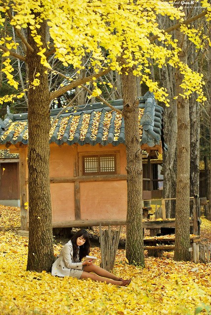 晚秋一抹耀眼金黃，唯美秋天風(fēng)景圖片！