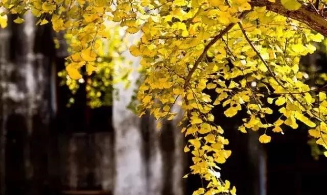 晚秋一抹耀眼金黃，唯美秋天風(fēng)景圖片！