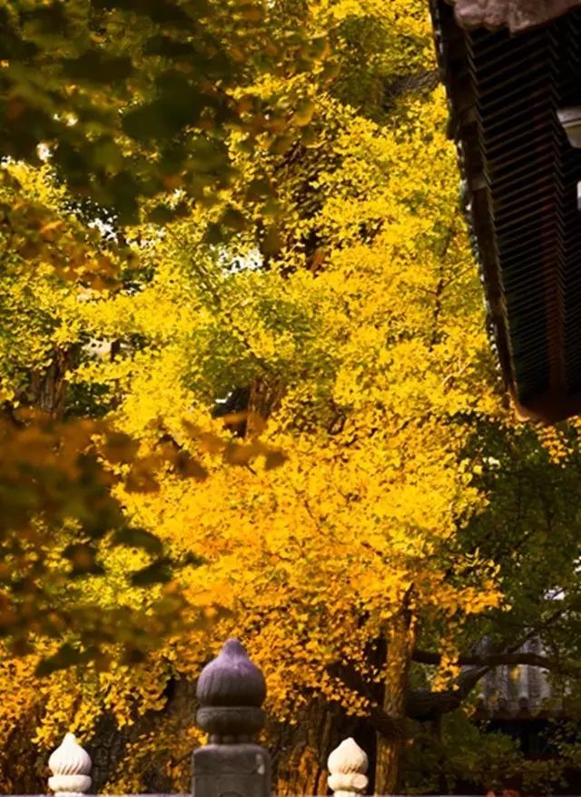 晚秋一抹耀眼金黃，唯美秋天風(fēng)景圖片！