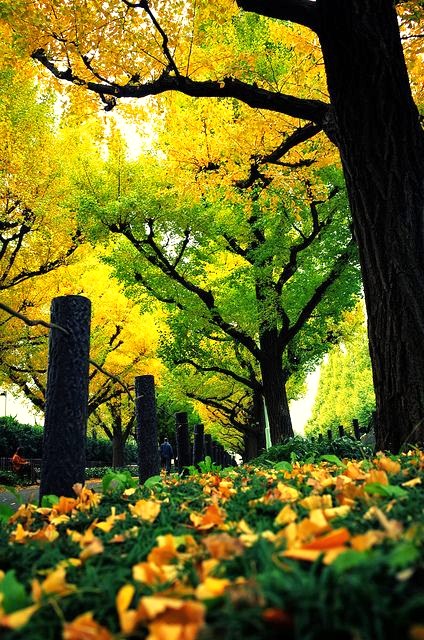 晚秋一抹耀眼金黃，唯美秋天風(fēng)景圖片！