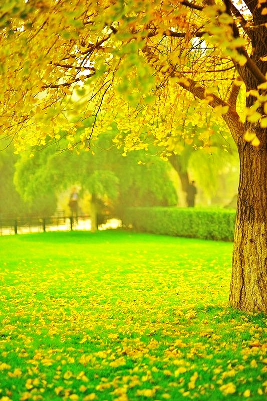 晚秋一抹耀眼金黃，唯美秋天風(fēng)景圖片！