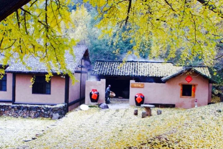 晚秋一抹耀眼金黃，唯美秋天風景圖片！