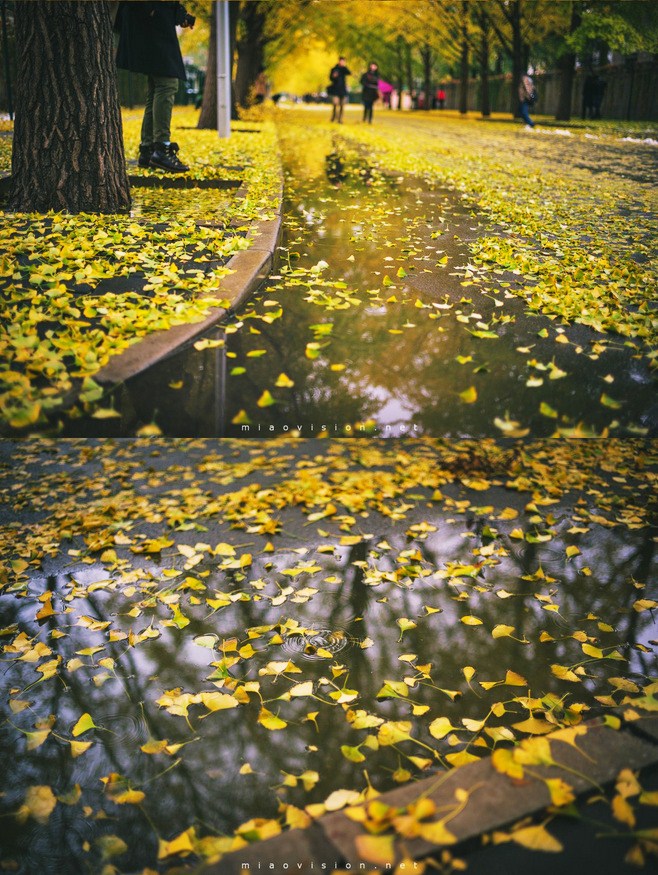 晚秋一抹耀眼金黃，唯美秋天風景圖片！