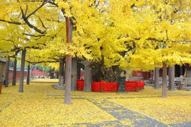 晚秋一抹耀眼金黃，唯美秋天風景圖片！