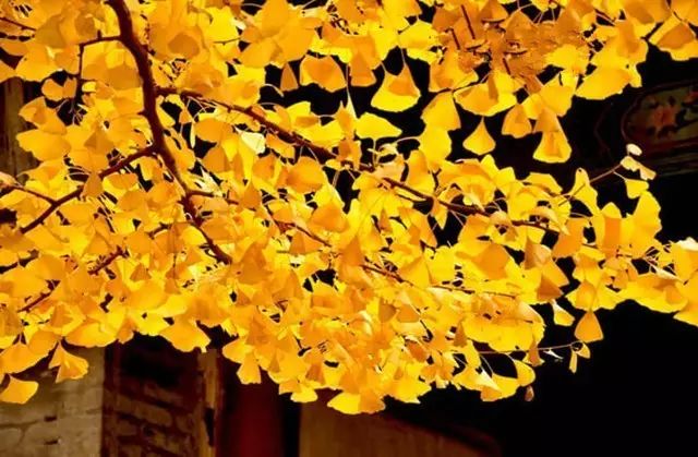 晚秋一抹耀眼金黃，唯美秋天風景圖片！