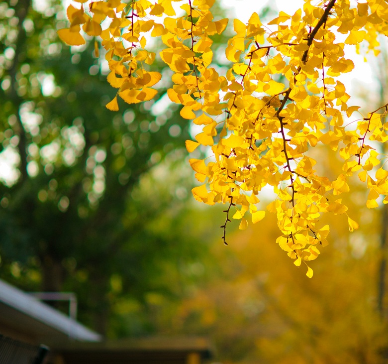 晚秋一抹耀眼金黃，唯美秋天風景圖片！