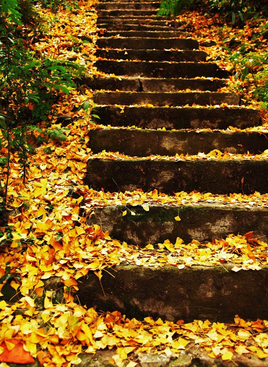 晚秋一抹耀眼金黃，唯美秋天風景圖片！