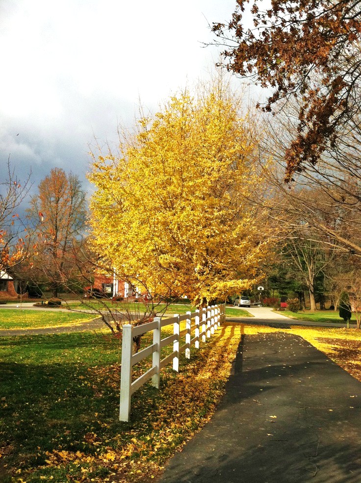 晚秋一抹耀眼金黃，唯美秋天風景圖片！