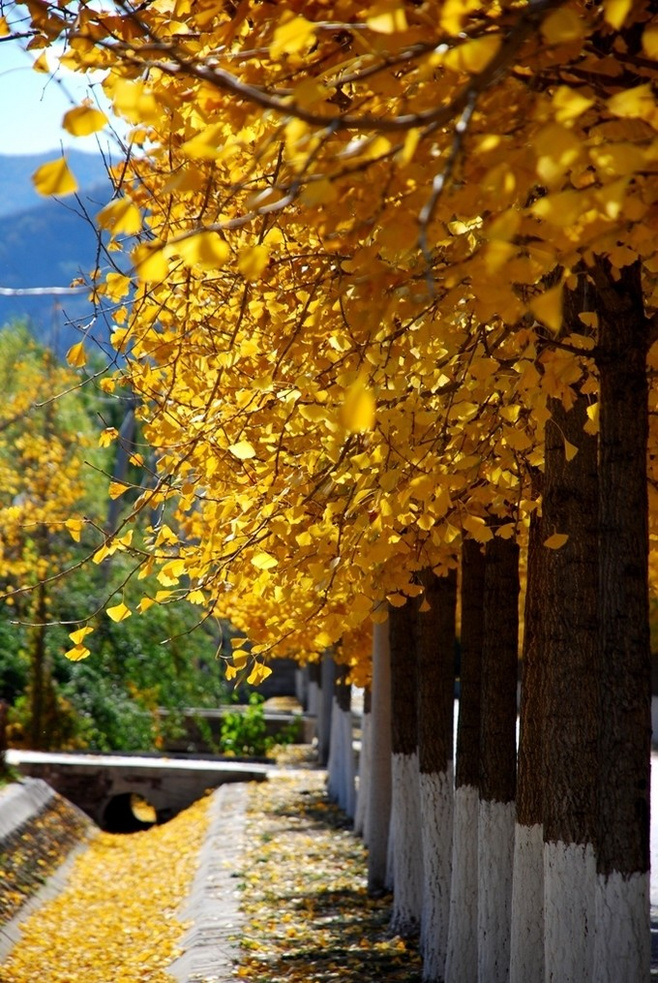 晚秋一抹耀眼金黃，唯美秋天風景圖片！