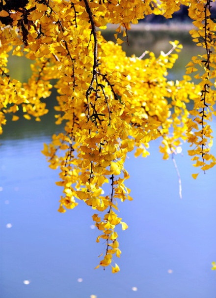 晚秋一抹耀眼金黃，唯美秋天風景圖片！