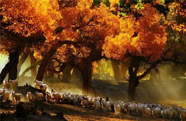 美呆了！祖國的秋色盡收眼底