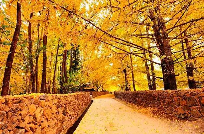 美呆了！祖國的秋色盡收眼底