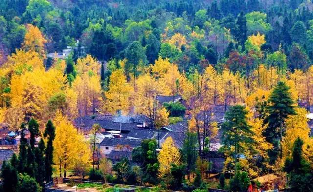 美呆了！祖國的秋色盡收眼底