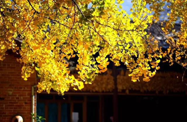 美呆了！祖國的秋色盡收眼底