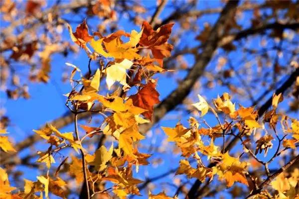 美呆了！祖國的秋色盡收眼底