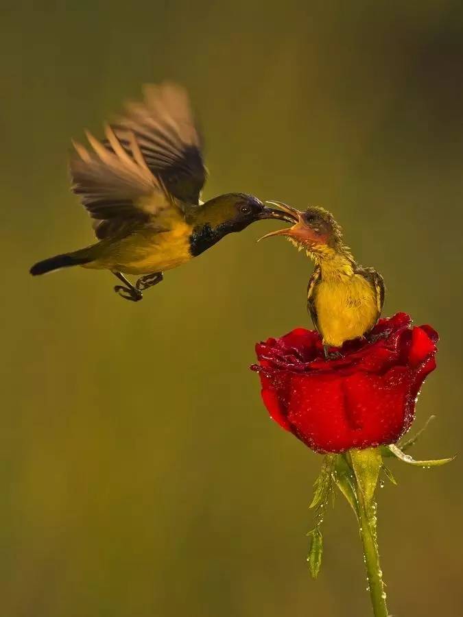 唯美風(fēng)景圖片：春天充滿(mǎn)生機(jī)的鳥(niǎo)語(yǔ)花香！