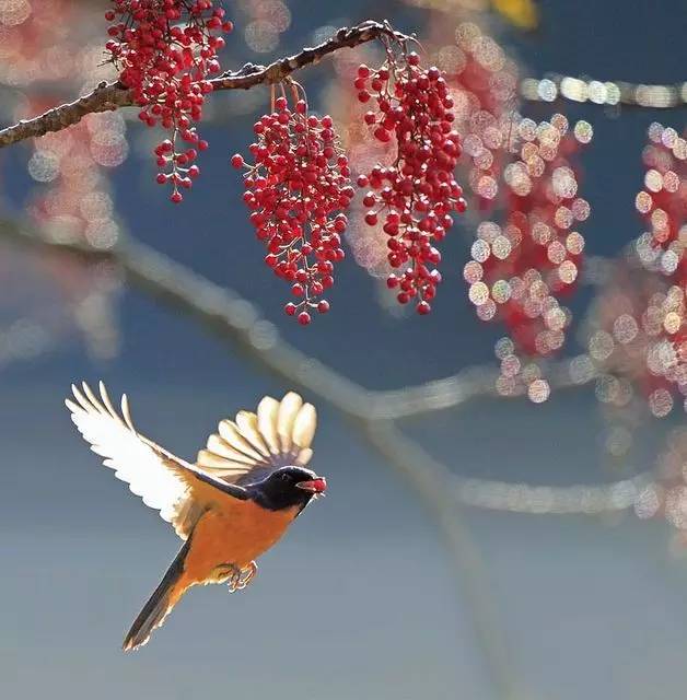 唯美風(fēng)景圖片：春天充滿(mǎn)生機(jī)的鳥(niǎo)語(yǔ)花香！