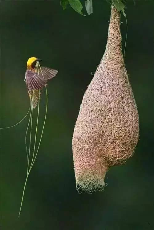 唯美風(fēng)景圖片：春天充滿(mǎn)生機(jī)的鳥(niǎo)語(yǔ)花香！