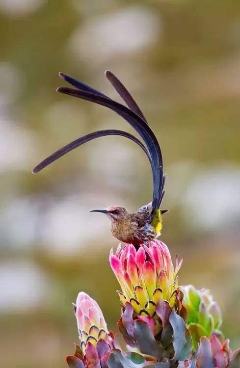 唯美風景圖片：春天充滿生機的鳥語花香！