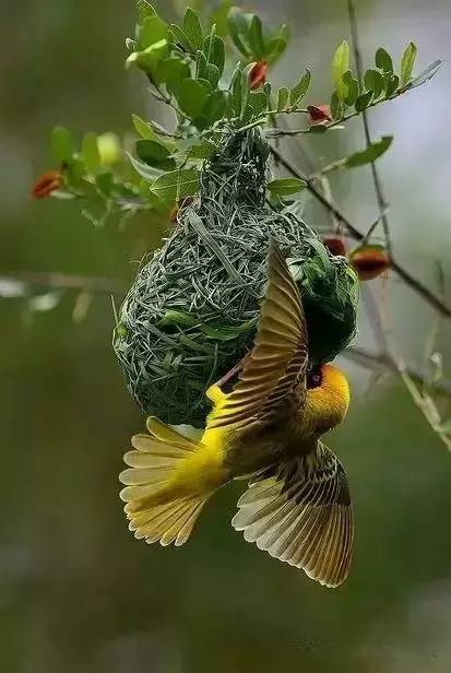 唯美風景圖片：春天充滿生機的鳥語花香！