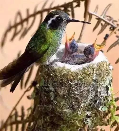 唯美風景圖片：春天充滿生機的鳥語花香！