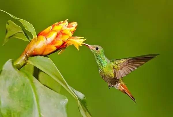 唯美風(fēng)景圖片：春天充滿(mǎn)生機(jī)的鳥(niǎo)語(yǔ)花香！