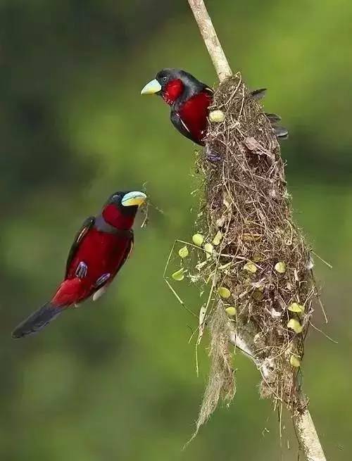 唯美風(fēng)景圖片：春天充滿生機(jī)的鳥語花香！