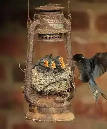 唯美風(fēng)景圖片：春天充滿生機(jī)的鳥語花香！