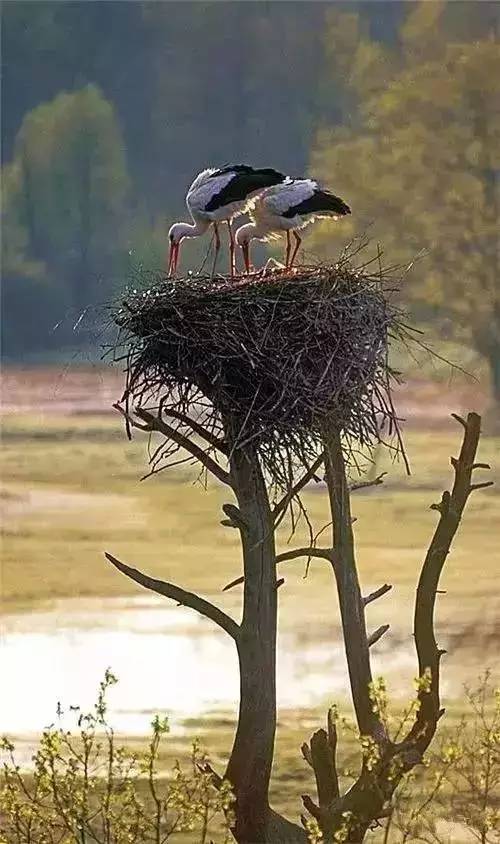 唯美風(fēng)景圖片：春天充滿生機(jī)的鳥語花香！