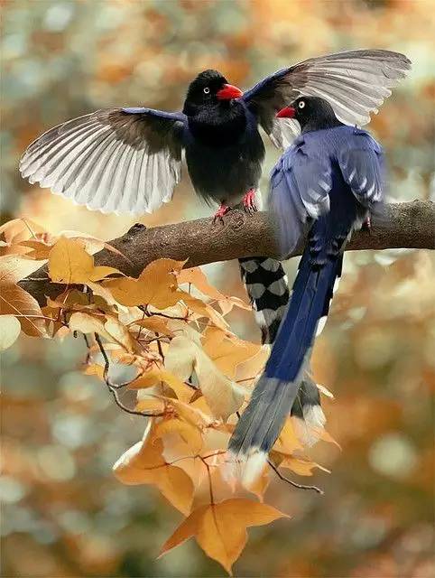 唯美風(fēng)景圖片：春天充滿生機(jī)的鳥語花香！