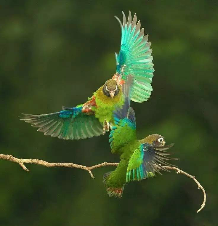 唯美風景圖片：春天充滿生機的鳥語花香！