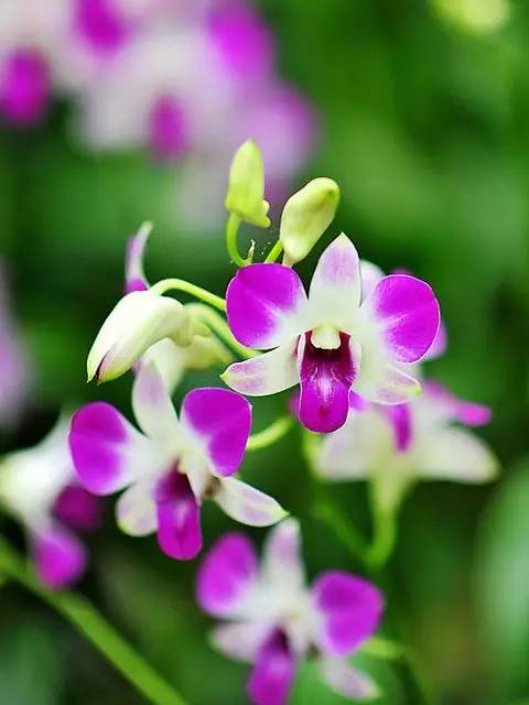 清新淡然極品蘭花風景攝影美哉！